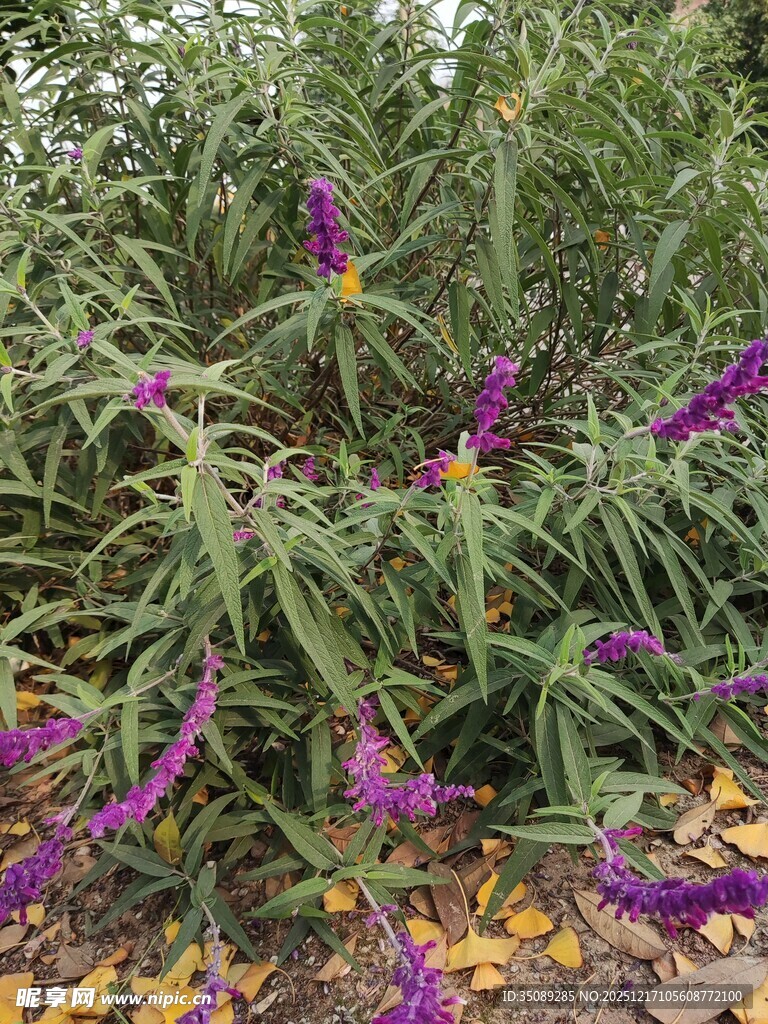 紫色花卉与绿叶景观