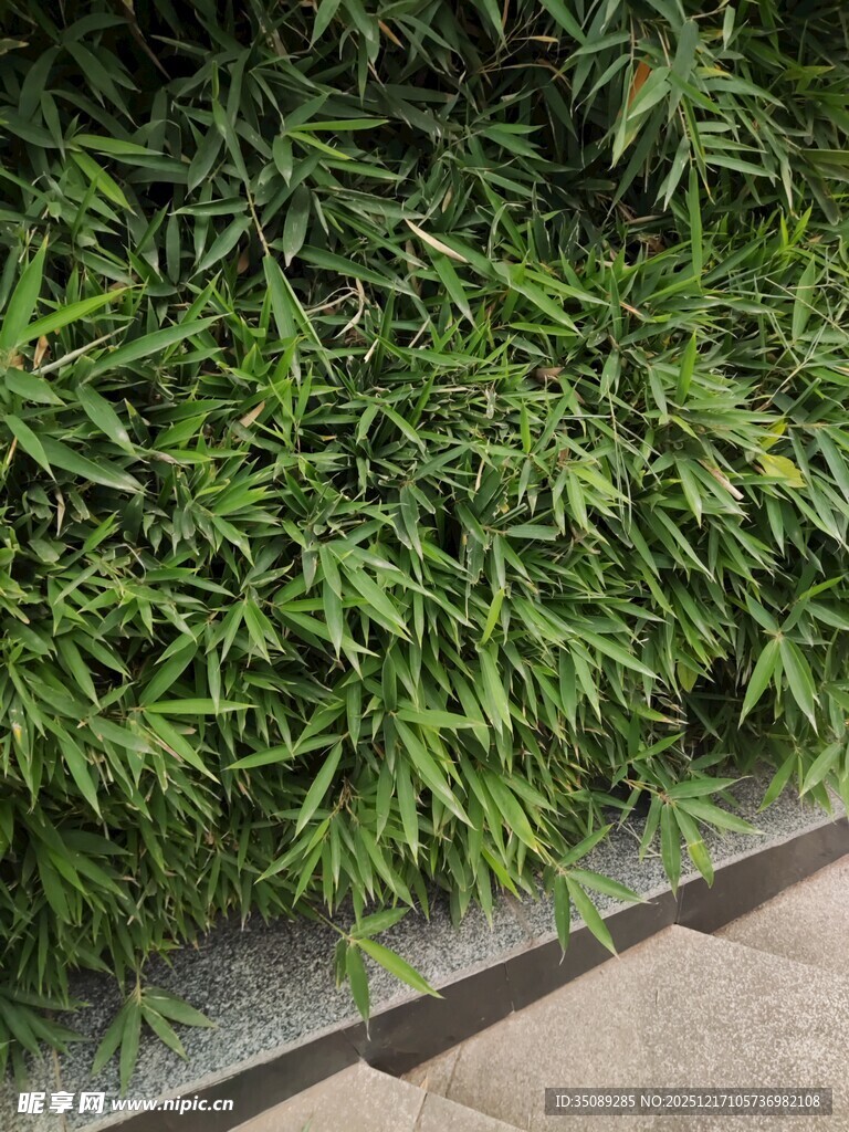 墙边翠绿竹叶植物景观