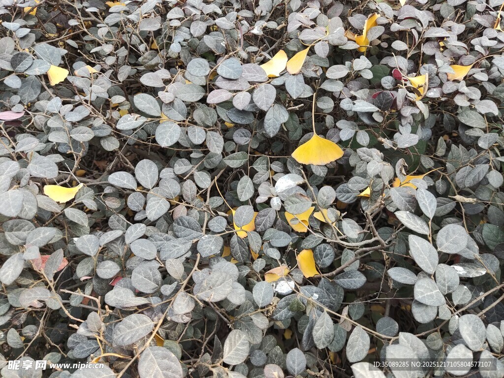 铺满碎石与落叶的地面