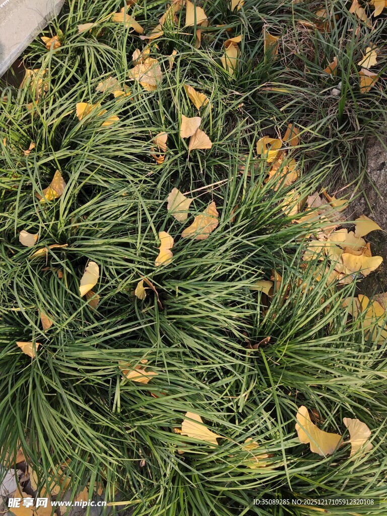 松枝上的金黄落叶