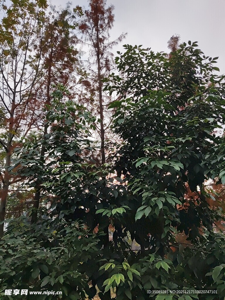 茂密树林中的多样绿植