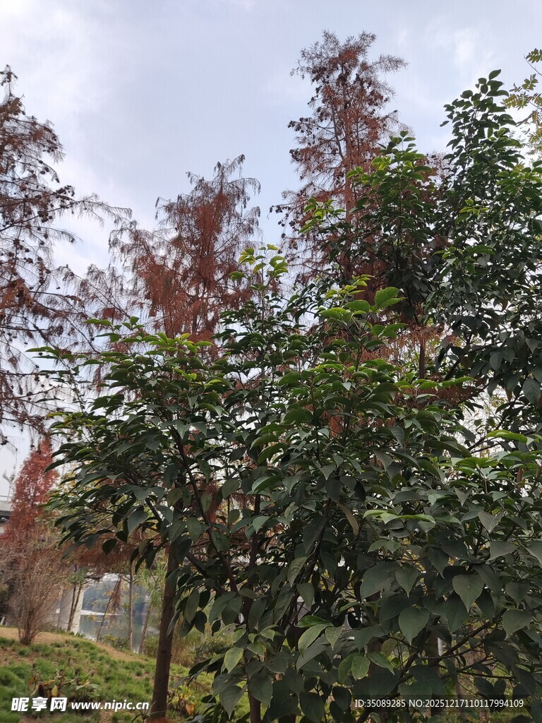 秋日多彩树木景观