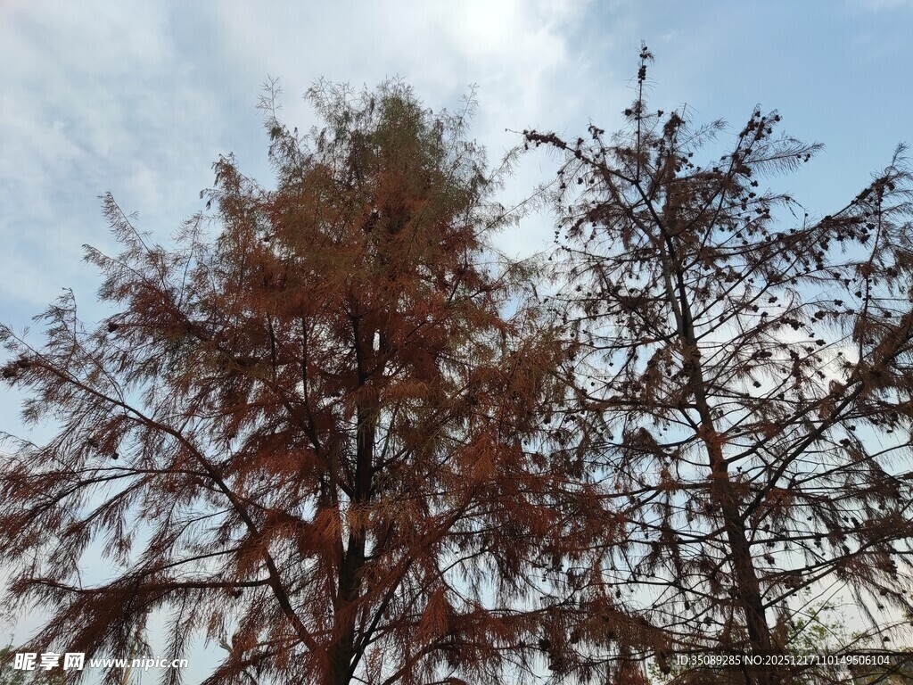 秋日挺拔的变色树木