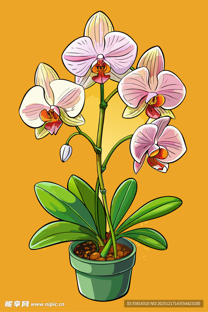 盆栽蝴蝶兰插画