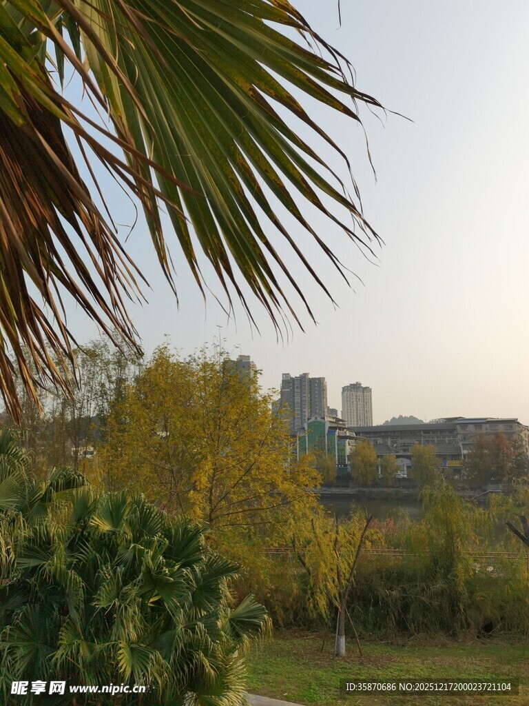 秋日户外植物与城市远景