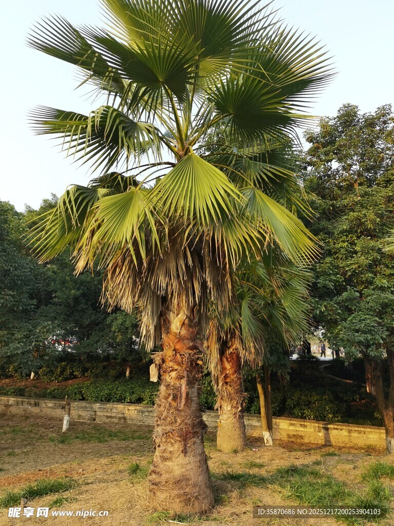 户外单棵挺拔棕榈树