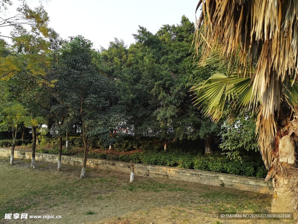 户外树林旁的开阔草地