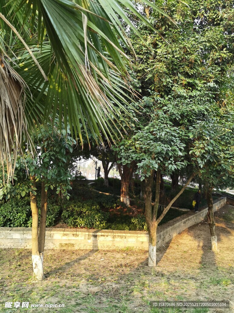 林间树木与阳光斑驳景致