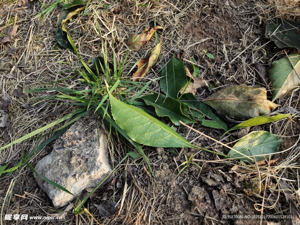 地面上的绿色植物与石块