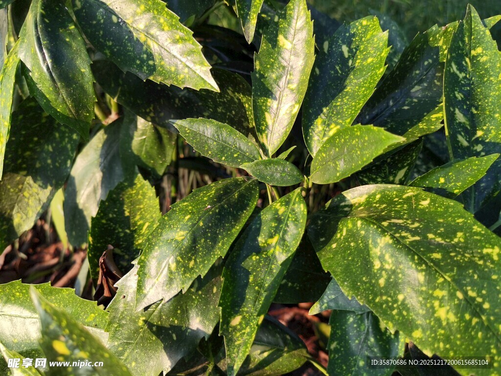 翠绿叶片上的晶莹水珠