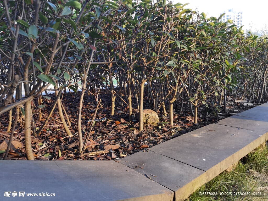 路边灌木丛下的落叶景象