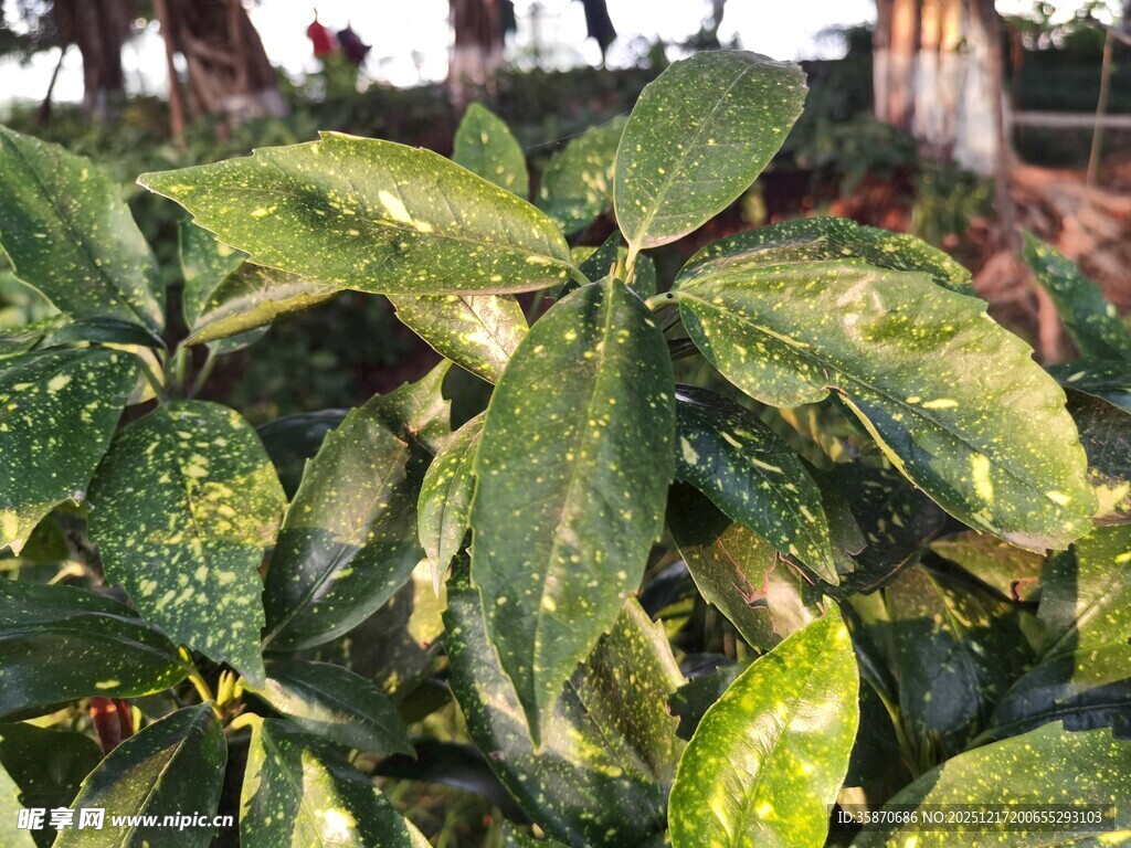 绿叶上的斑驳光影