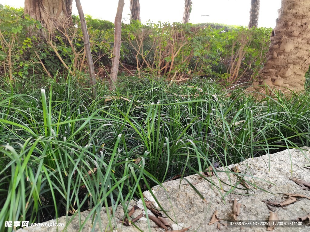 岸边葱郁绿植景观
