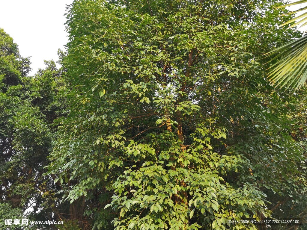 郁郁葱葱的繁茂树木