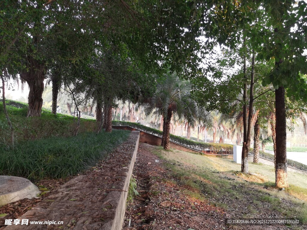 林间小径静谧自然之景