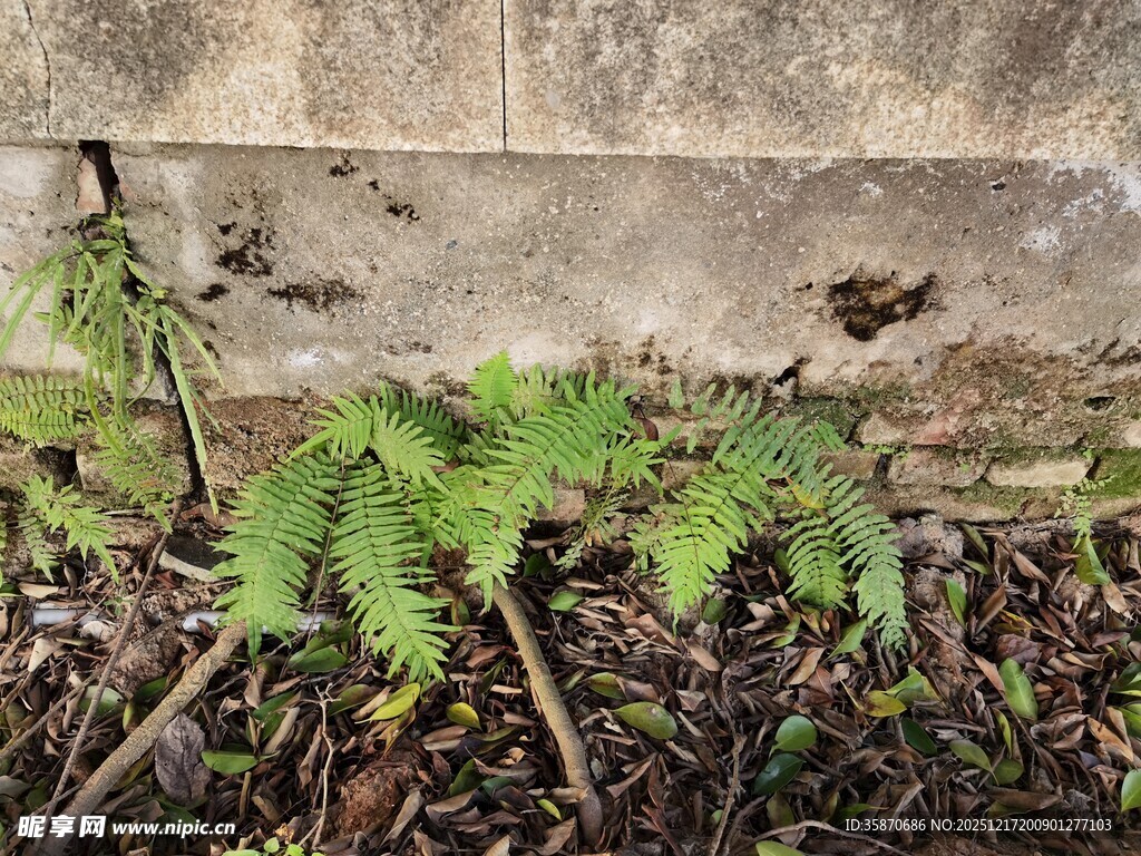 墙角嫩绿蕨类植物