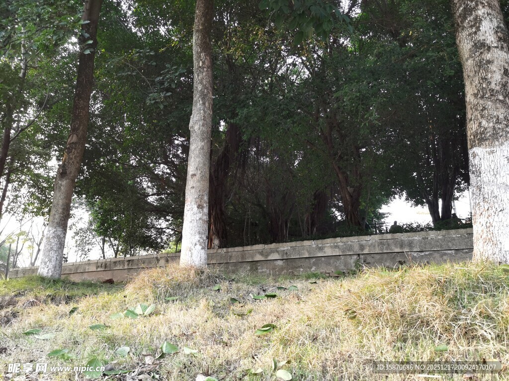 林间草地与树木景观