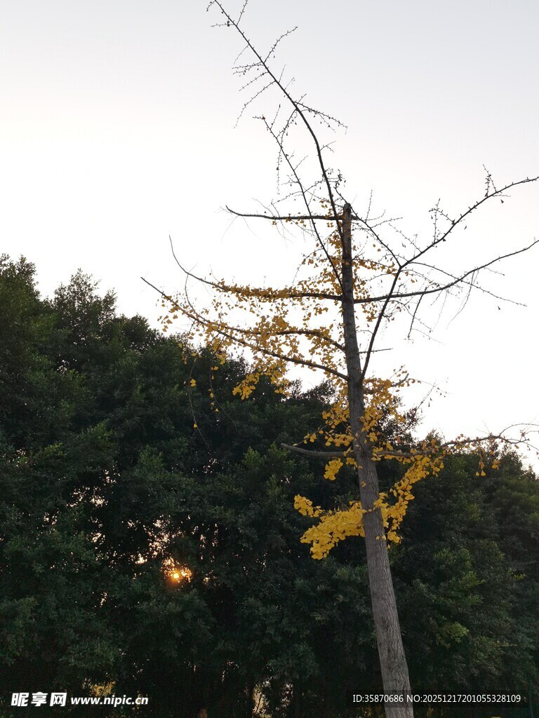 秋日孤枝银杏黄叶