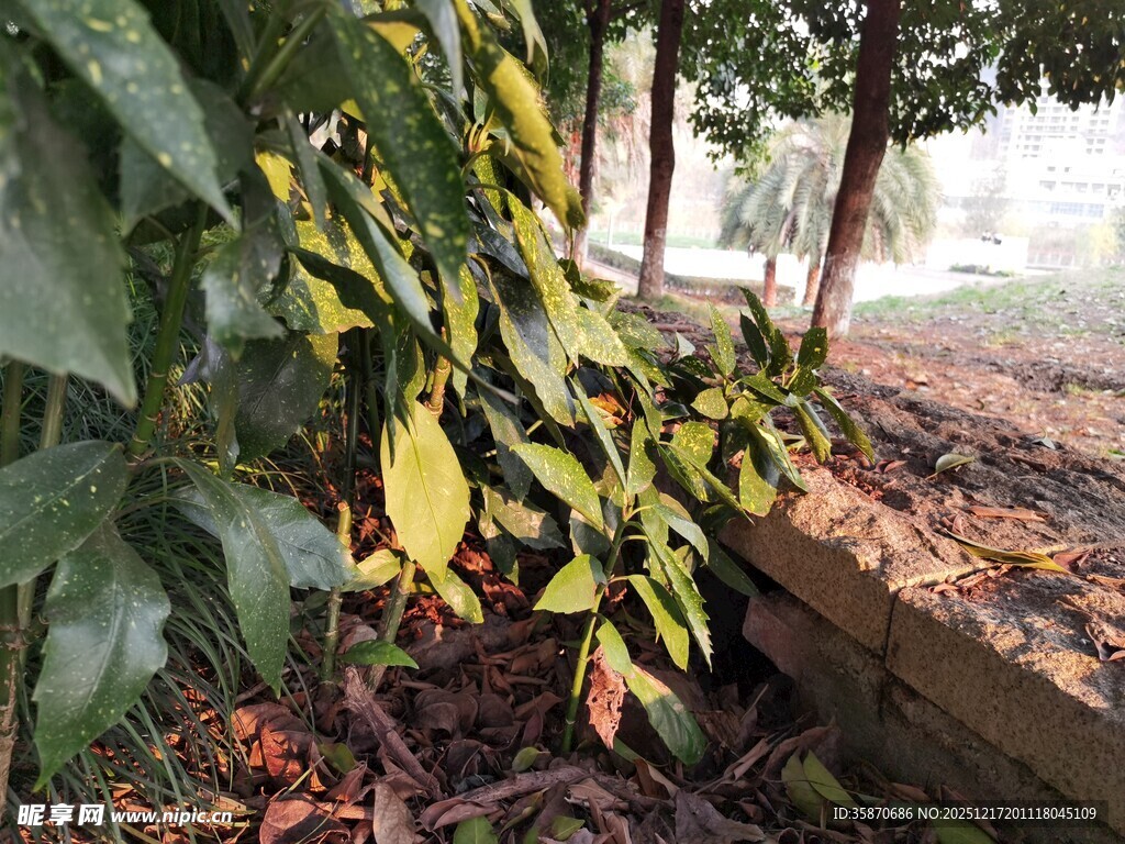 墙边多彩植物景观