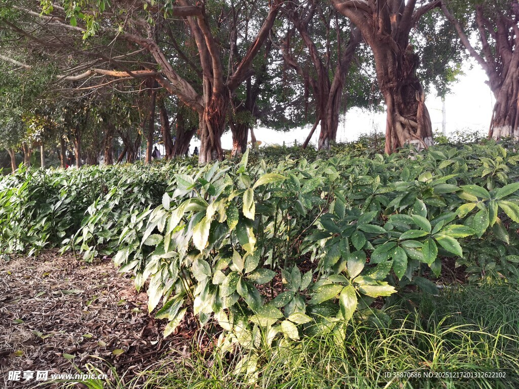 绿叶繁茂的植物与树木景观