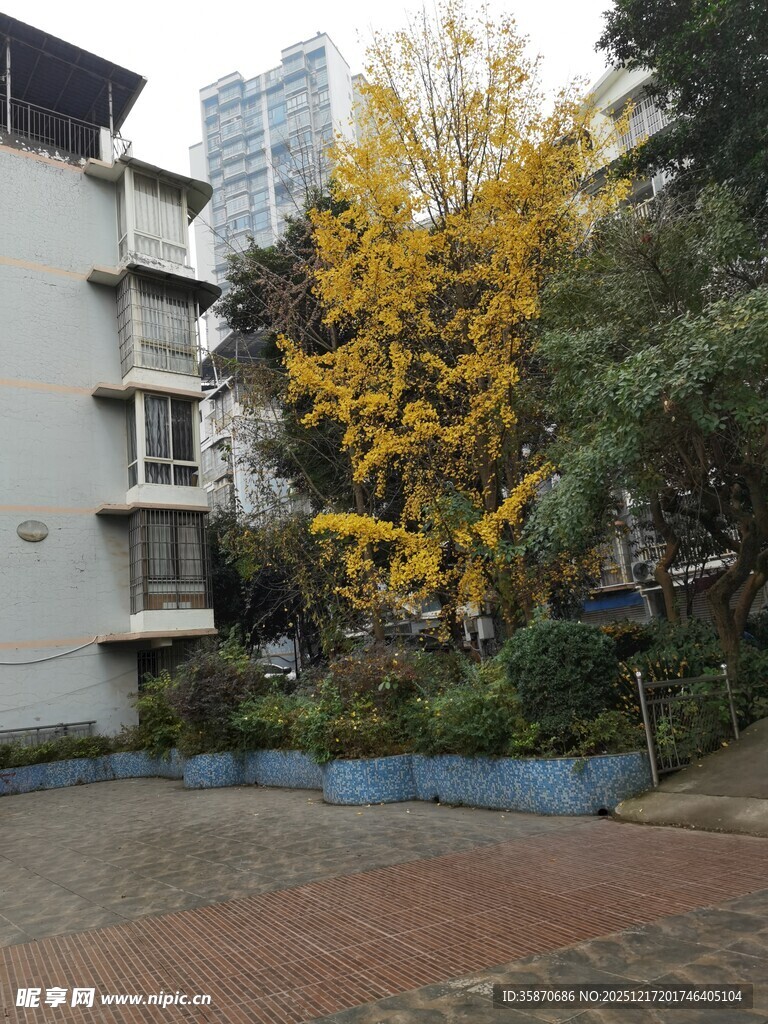 小区内金黄银杏树景观