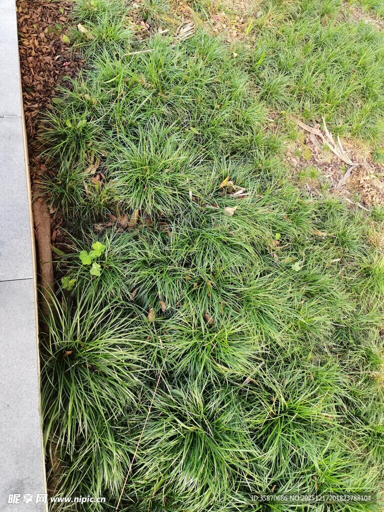 庭院中茂盛的绿色草丛