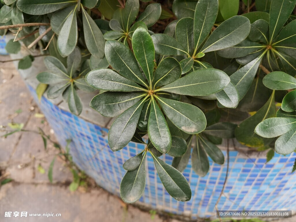 蓝盆中的翠绿鹅掌柴