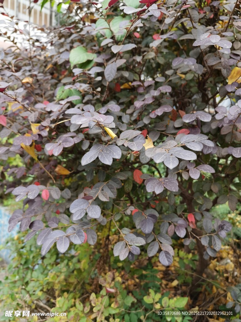 紫叶植物与红果景观