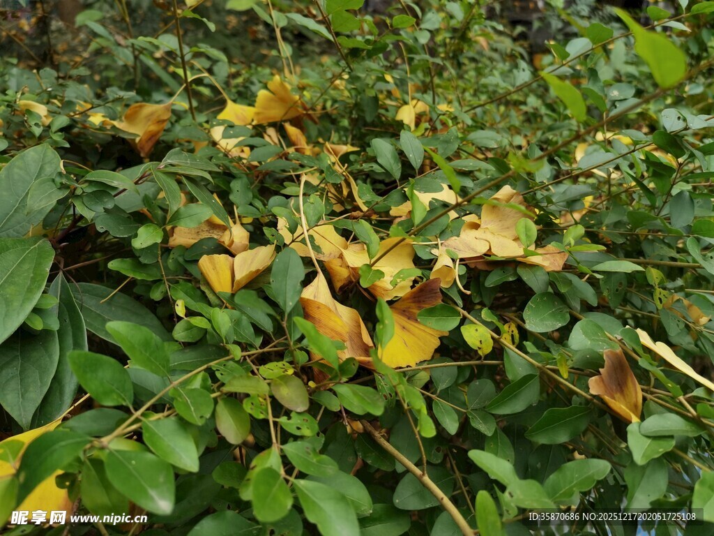 绿叶间的泛黄叶片