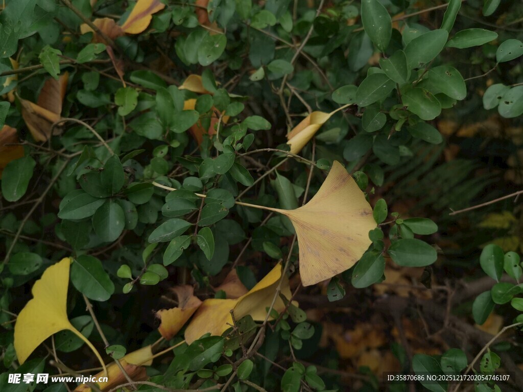 银杏叶与绿叶交织景象