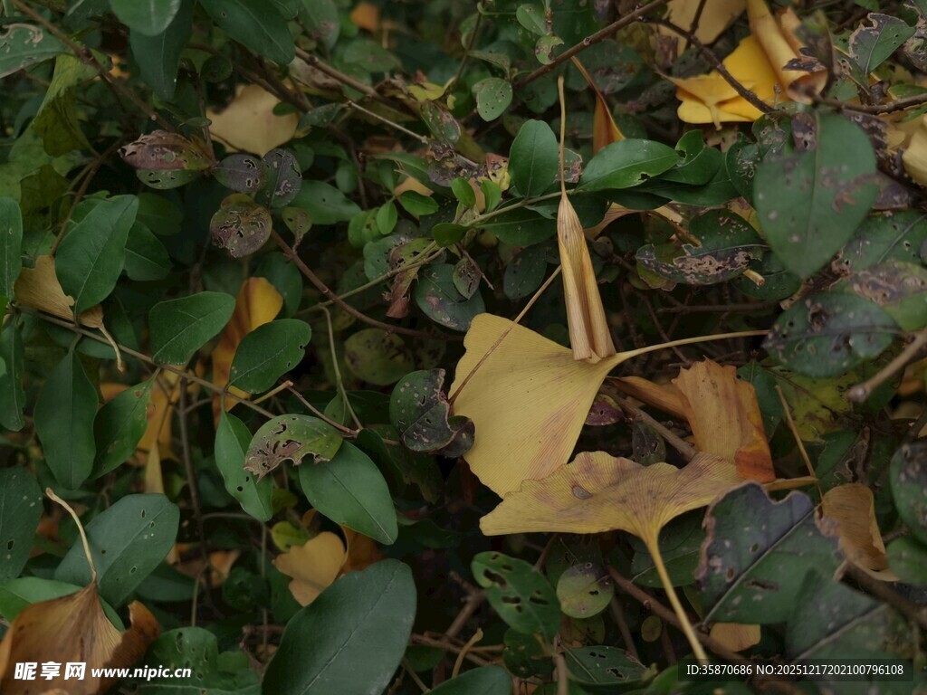 银杏叶飘落于绿植间