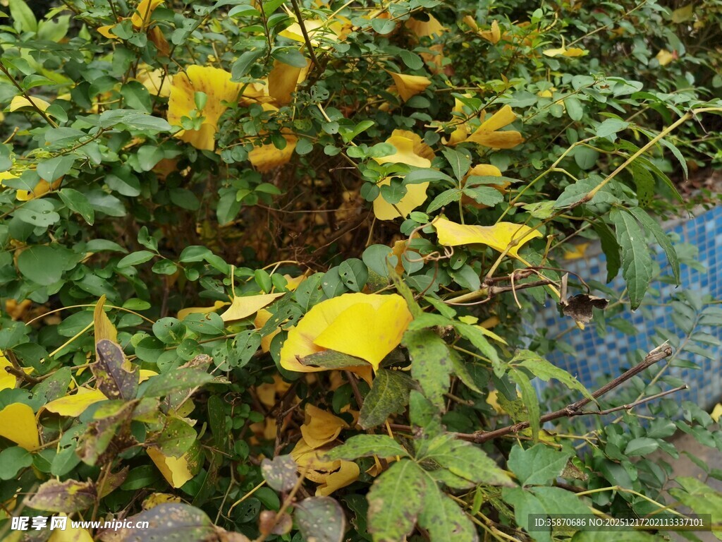 地面上的黄绿相间落叶