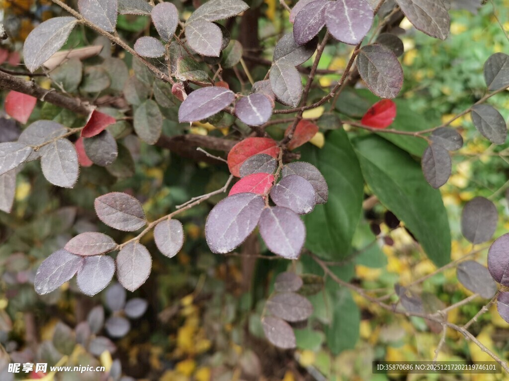 紫叶小檗植物特写