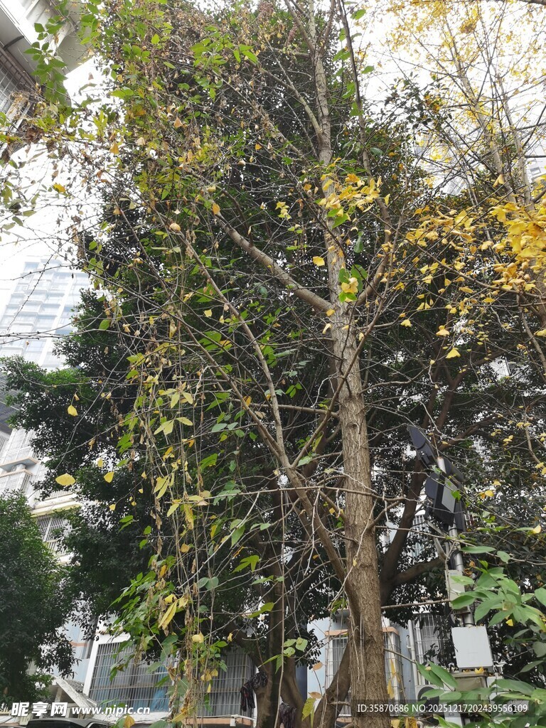 户外挺拔树木景致