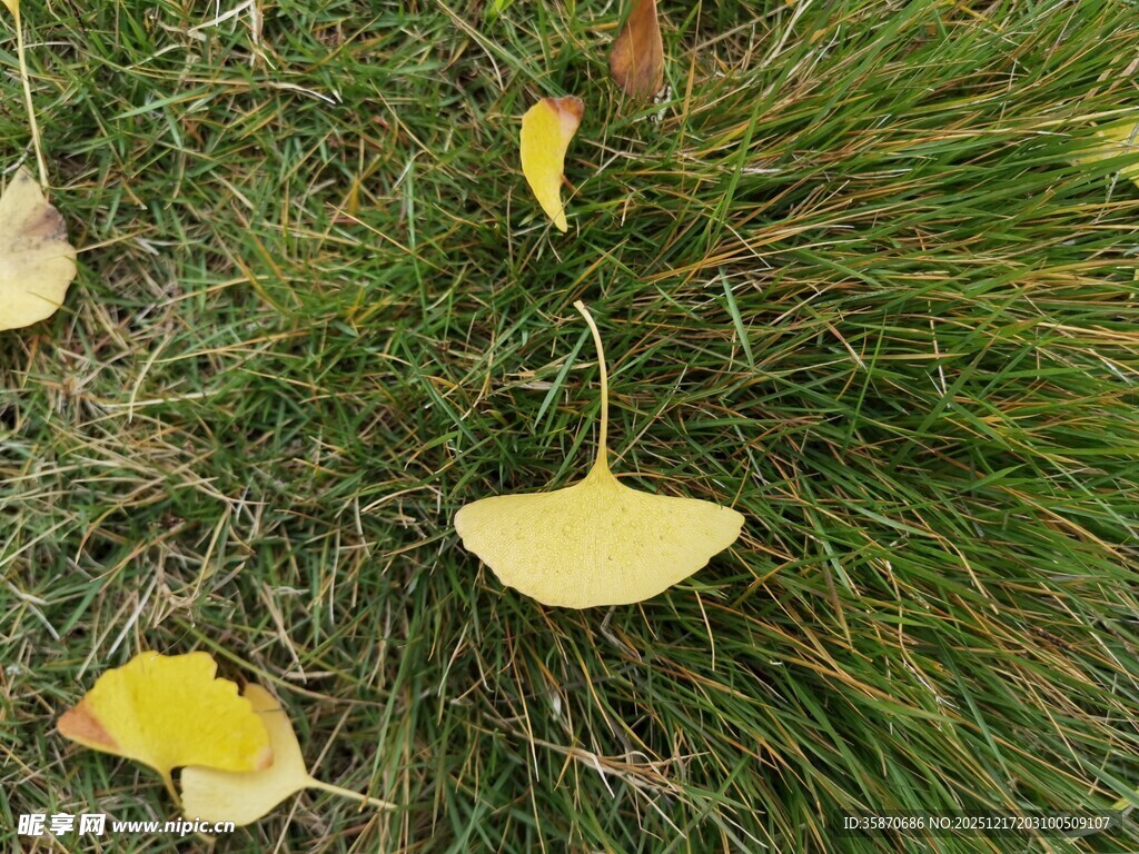 草地上的银杏落叶
