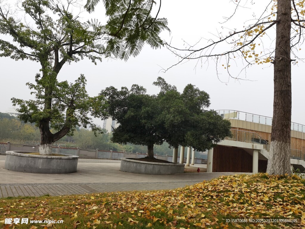 秋日公园落叶景观