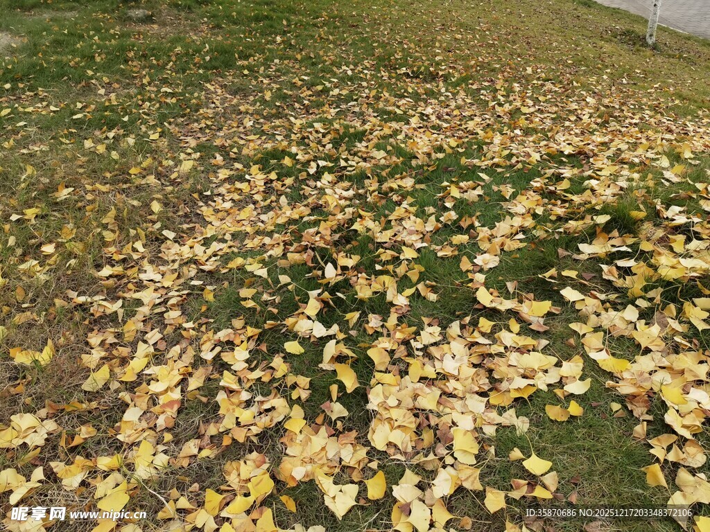 落叶铺地的秋日美景