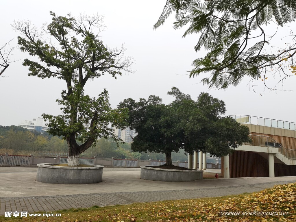 公园中的造型树木景观