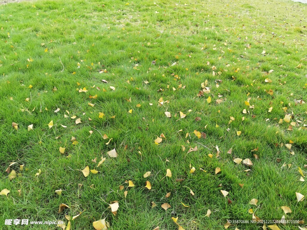 翠绿草地散落金黄叶片