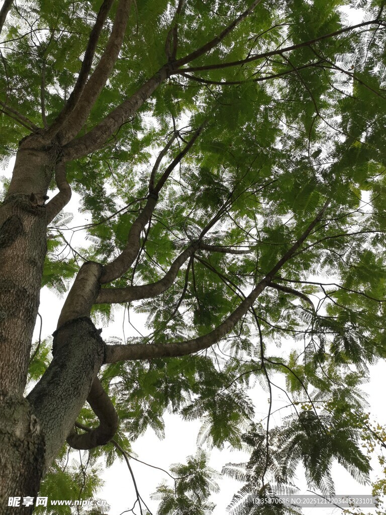 繁茂枝叶的大树