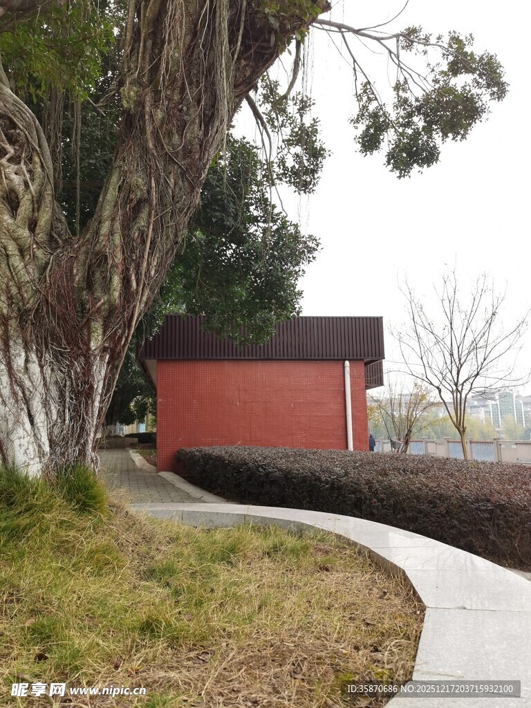 古树下的红墙小径