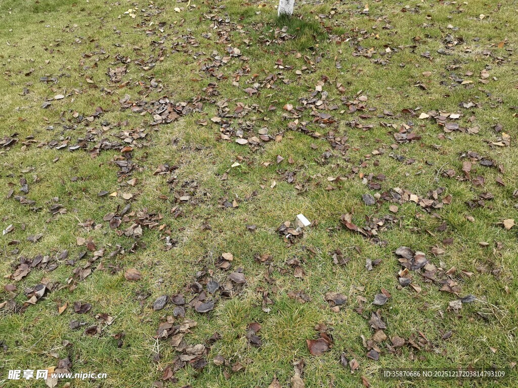 草地上散落的枯叶