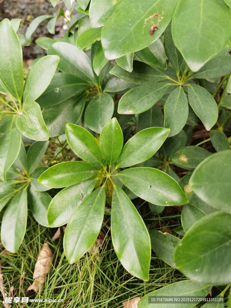 绿叶丛生的植物景观