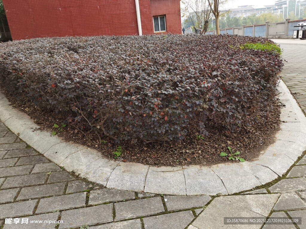 修剪整齐的棕色灌木丛