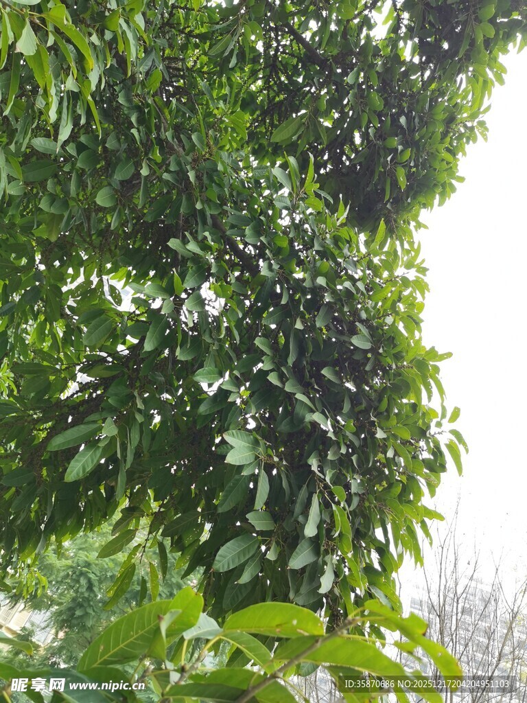 繁茂绿叶下的生机景象