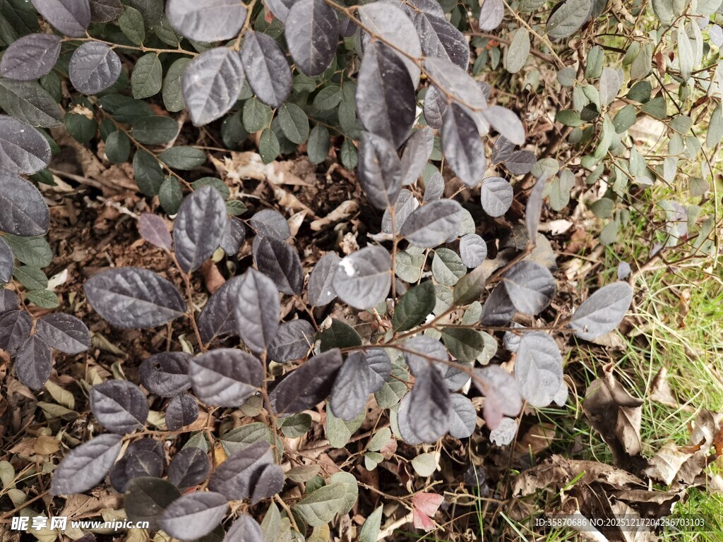 地面上的枯萎植物叶片
