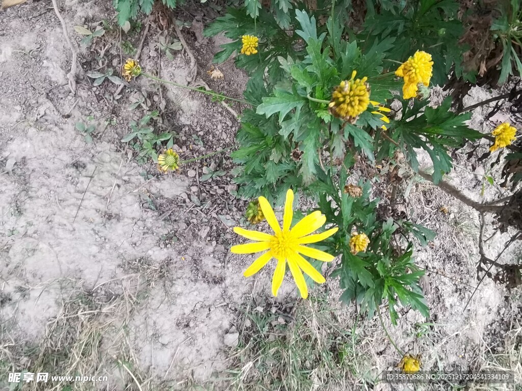 野外绽放的黄色小花