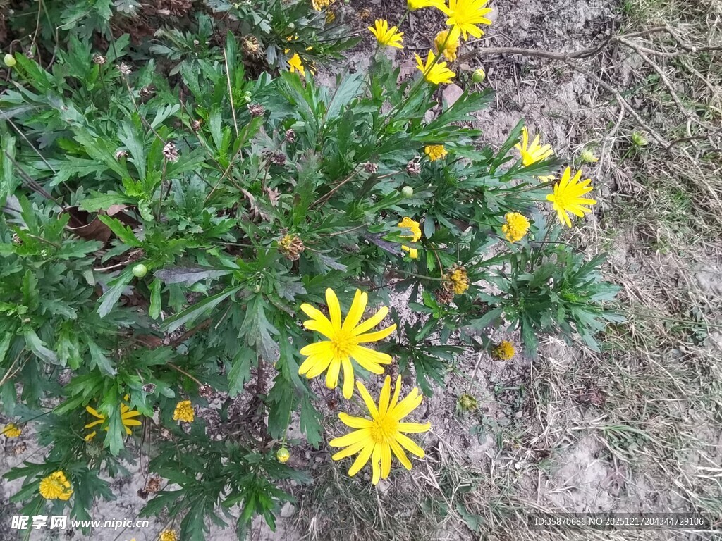 草丛中的黄色小花