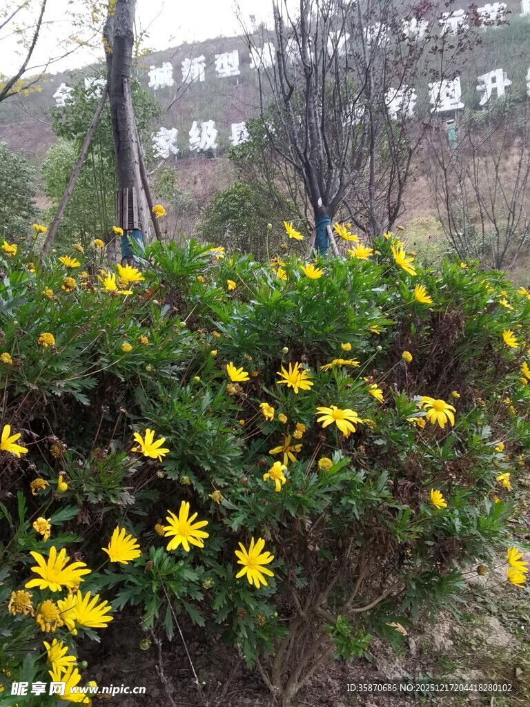 春日绽放的黄色花卉景观