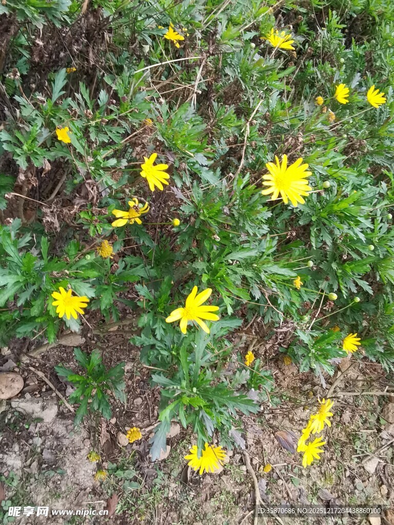 黄色小花绽放于草丛中